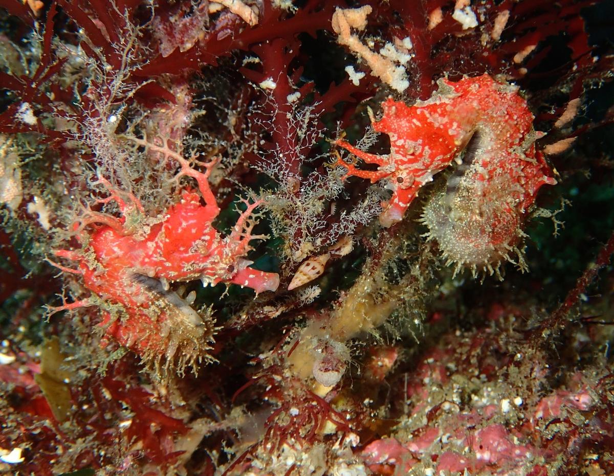 城ヶ崎海岸・伊豆海洋公園のカラフルな海中生物｜カメラ派にもウォッチング派にも人気