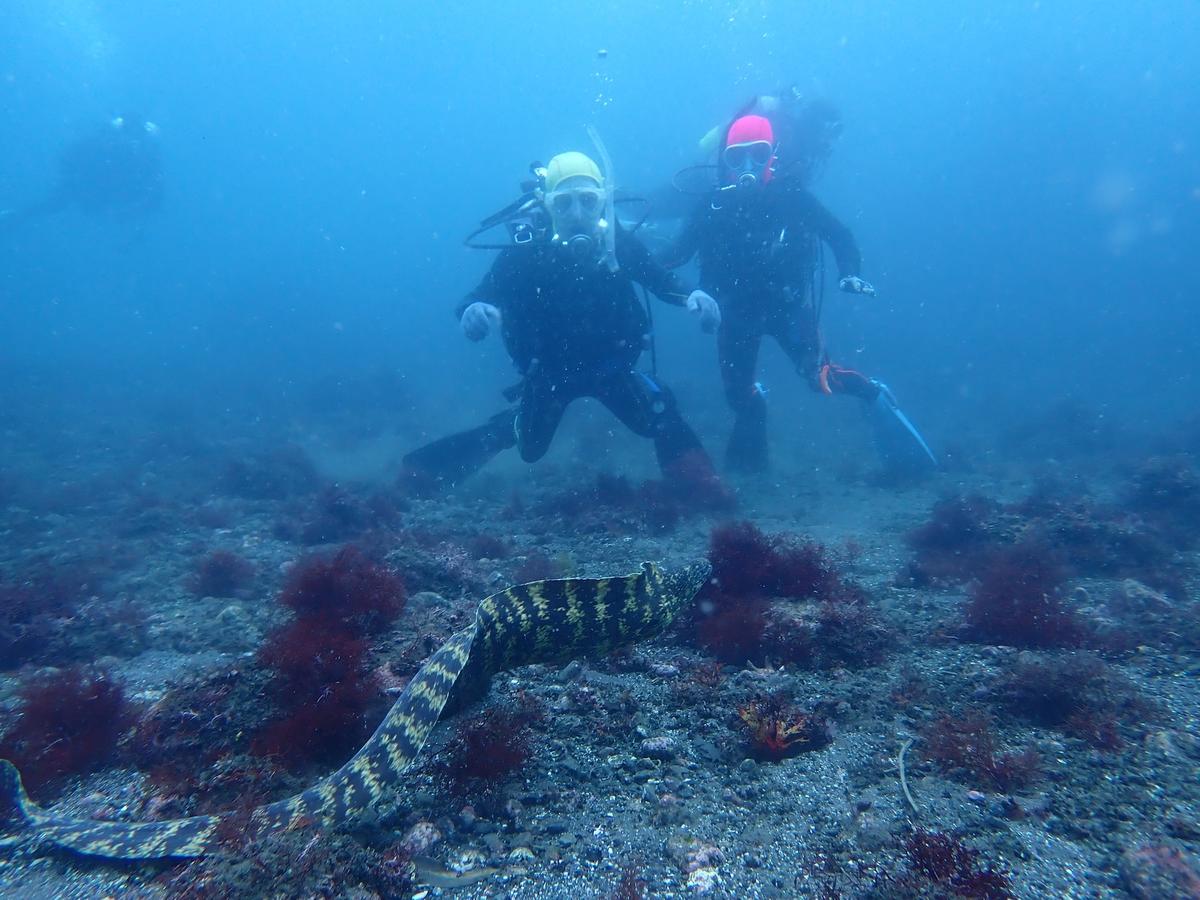 Scuba diving in the clear sea of the Izu Peninsula, Japan