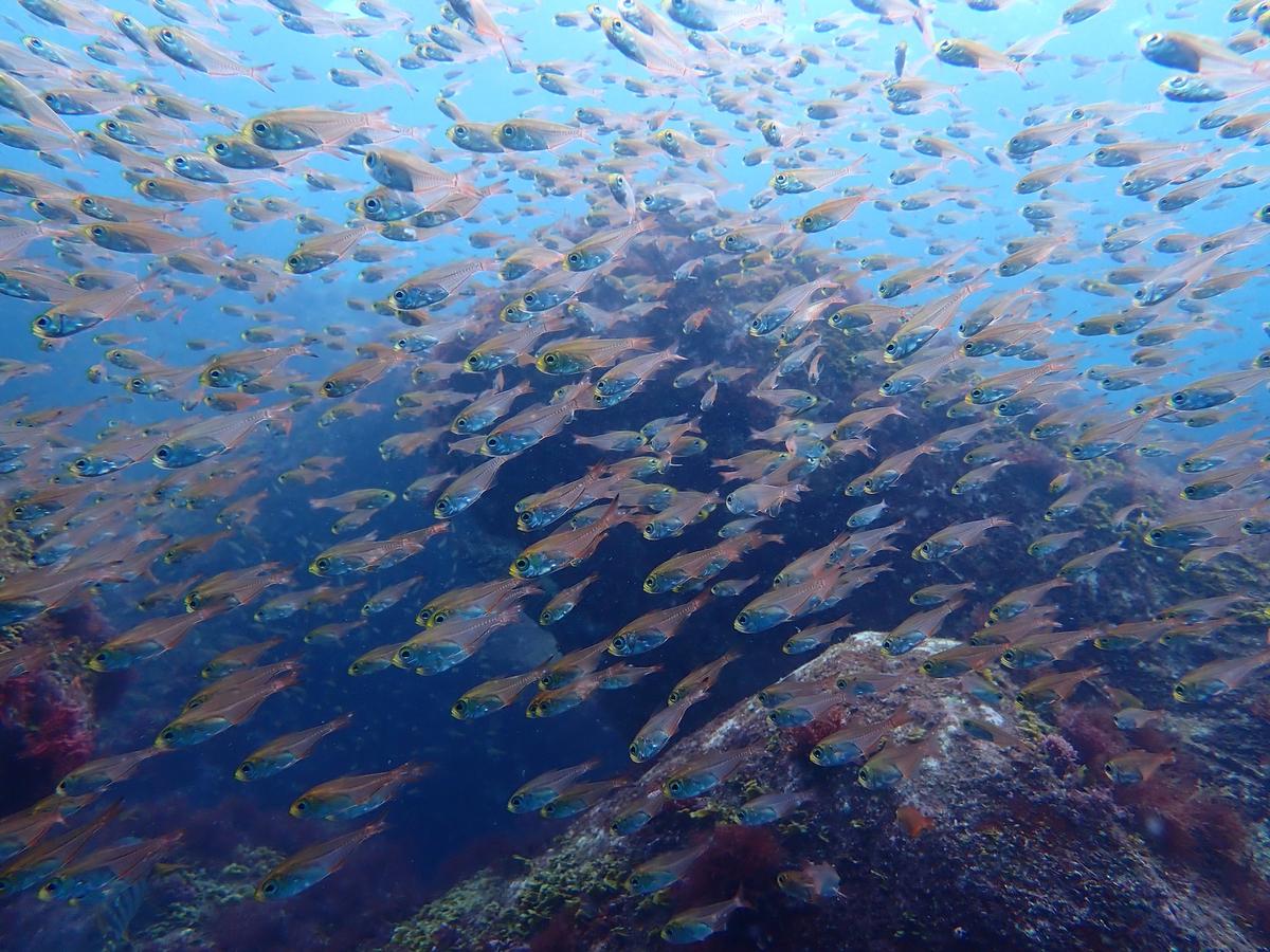 Discover scuba diving experience on the east coast of the Izu Peninsula, Japan