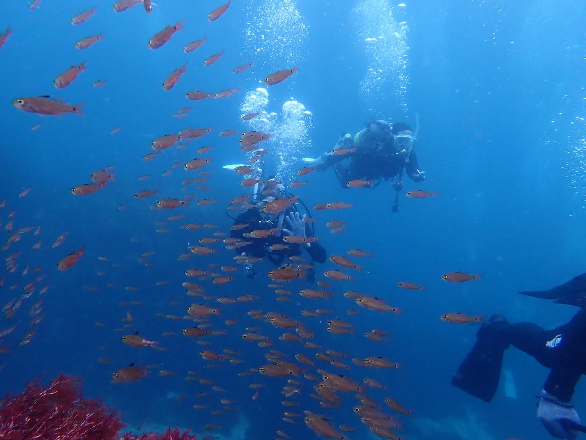 First-time diver with marine life in the clear sea of Izu, Japan