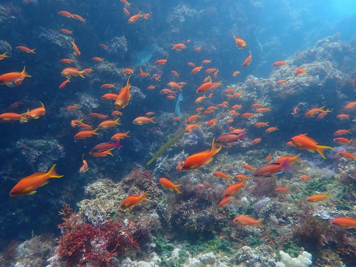 カメラ派ダイバーも楽しめる伊豆の海中世界｜色彩豊かな水中生物との出会い