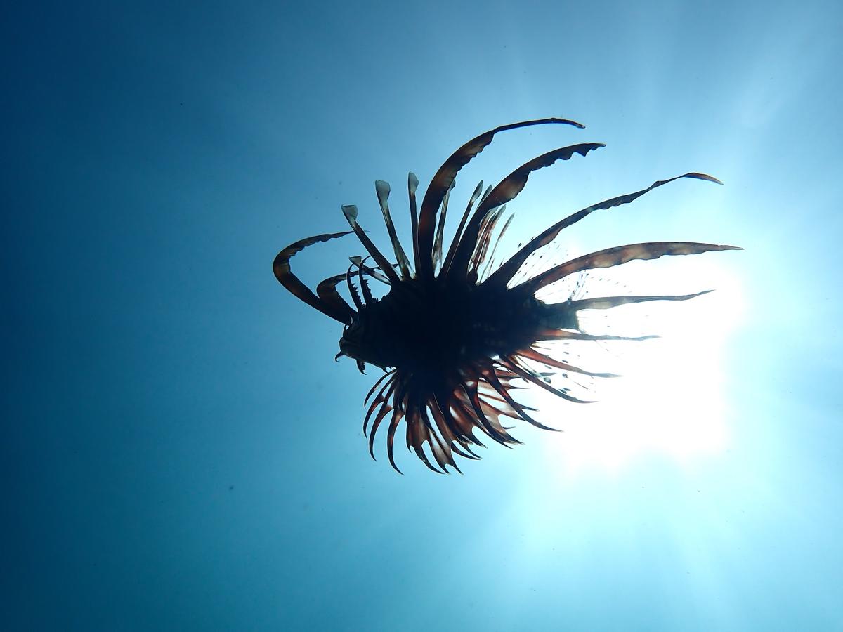 透明度の良い城ヶ崎海岸・伊豆海洋公園の海中世界｜ダイブドリームが伝える伊豆の海の魅力