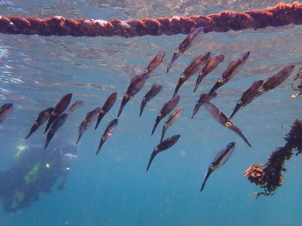 Discover scuba diving at Izu Ocean Park, Japan