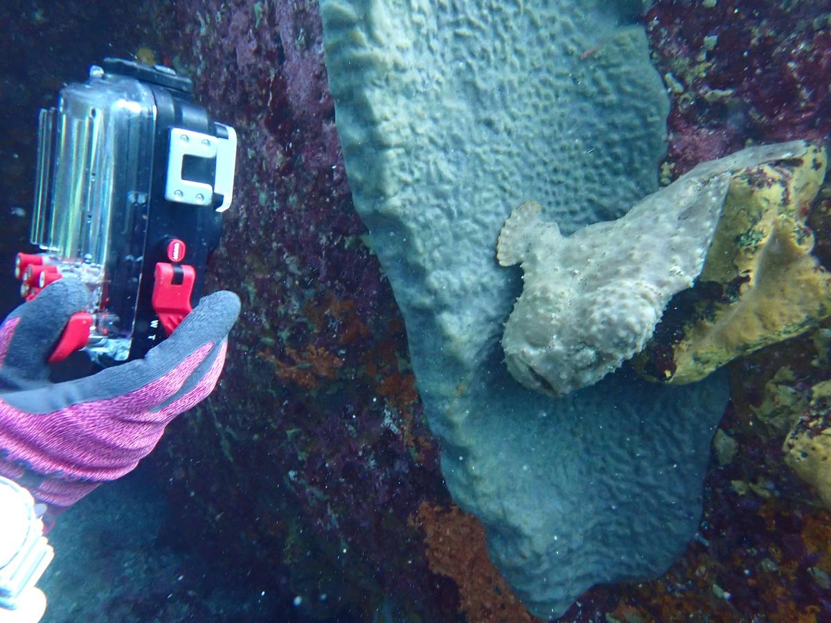 Beach dive at the east coast of the Izu Peninsula, Japan
