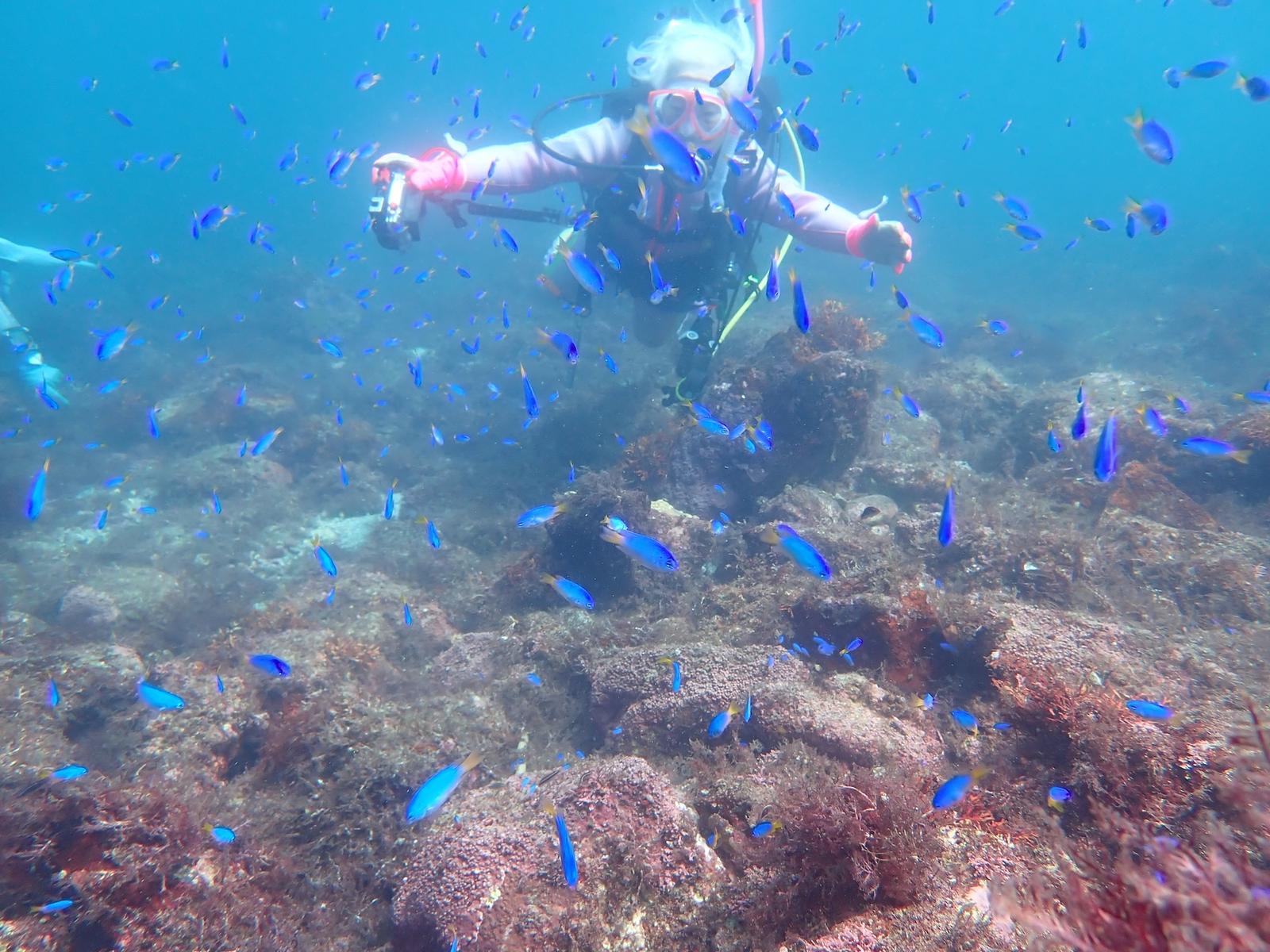 Colorful tropical and temperate fish seen while snorkeling on the east coast of the Izu Peninsula, Japan