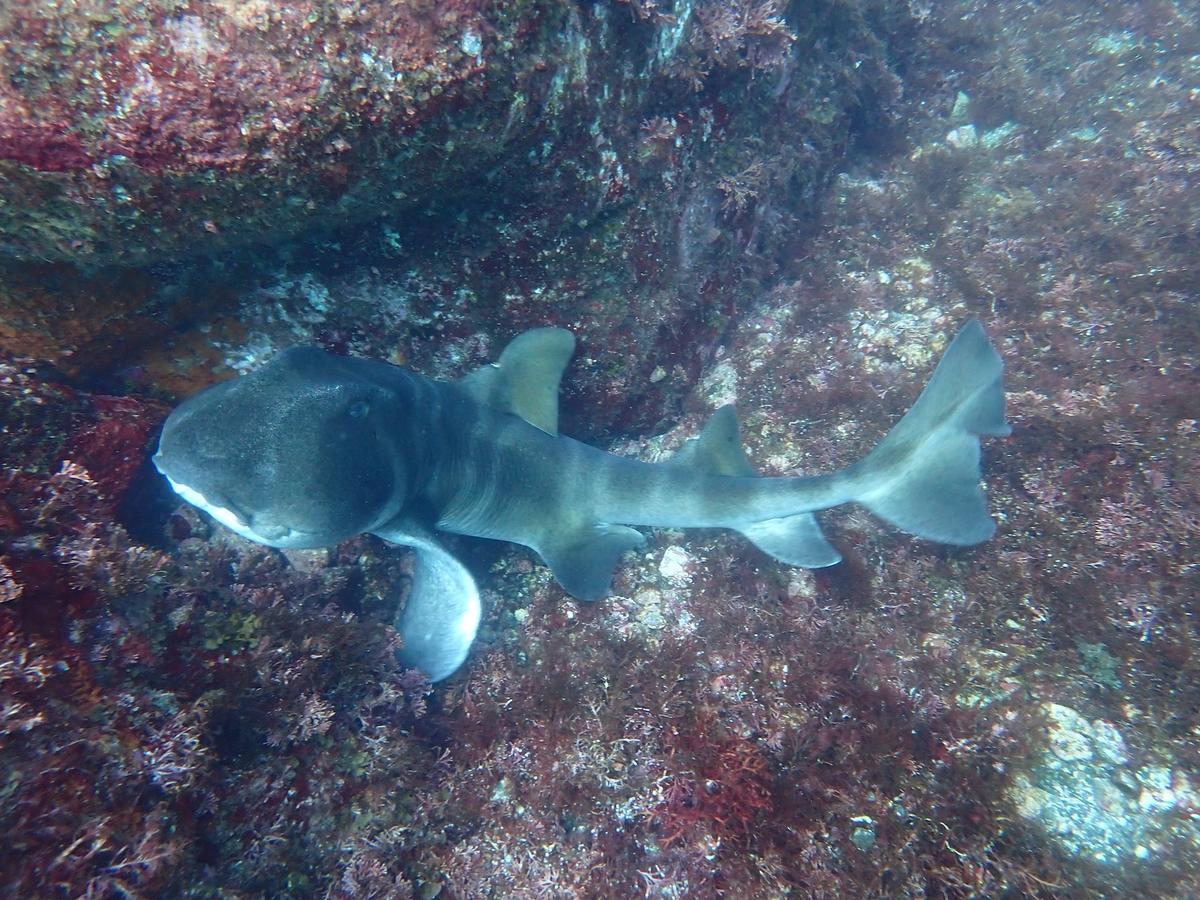 Marine life at a shore dive site in Izu, Japan