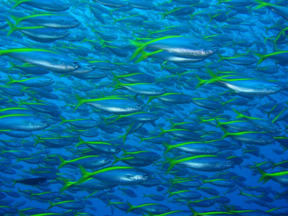 Fun diving at Izu Ocean Park, Japan