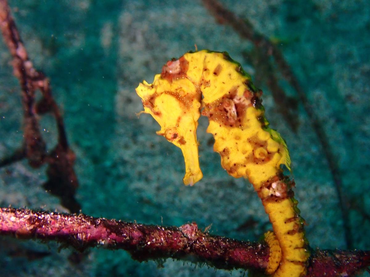 Colorful marine life in Izu, Japan