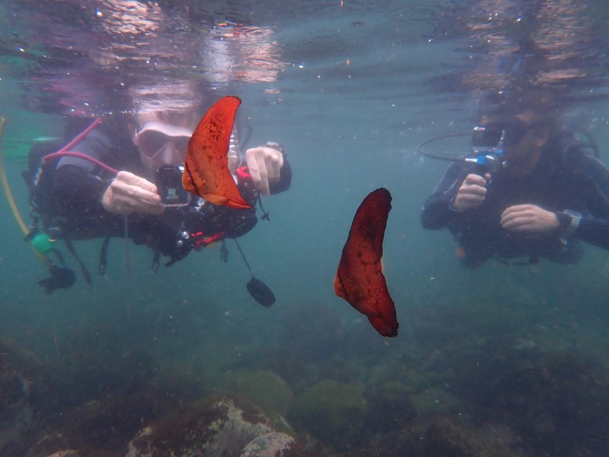 Beginner discover scuba diving on the Izu Peninsula, Japan
