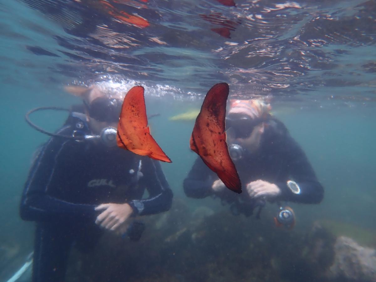 透明度の良い城ヶ崎海岸・伊豆海洋公園の海中世界｜ダイブドリームのホームグラウンド伊豆の海