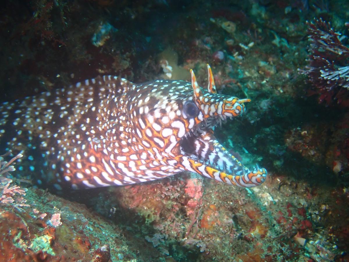 Marine life near the beach on the Izu Peninsula, Japan