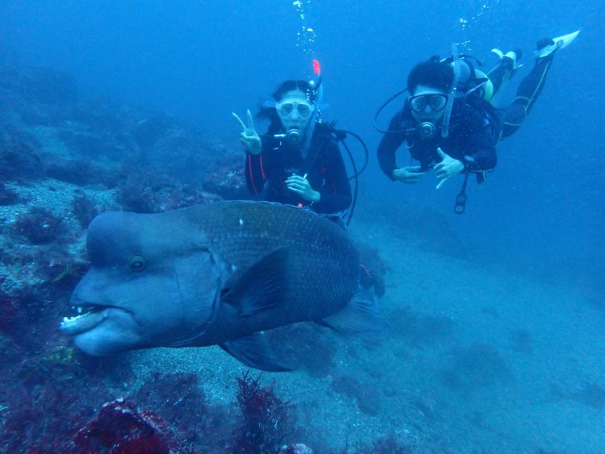 Certified scuba diver enjoying a fun dive on the east coast of the Izu Peninsula, Japan