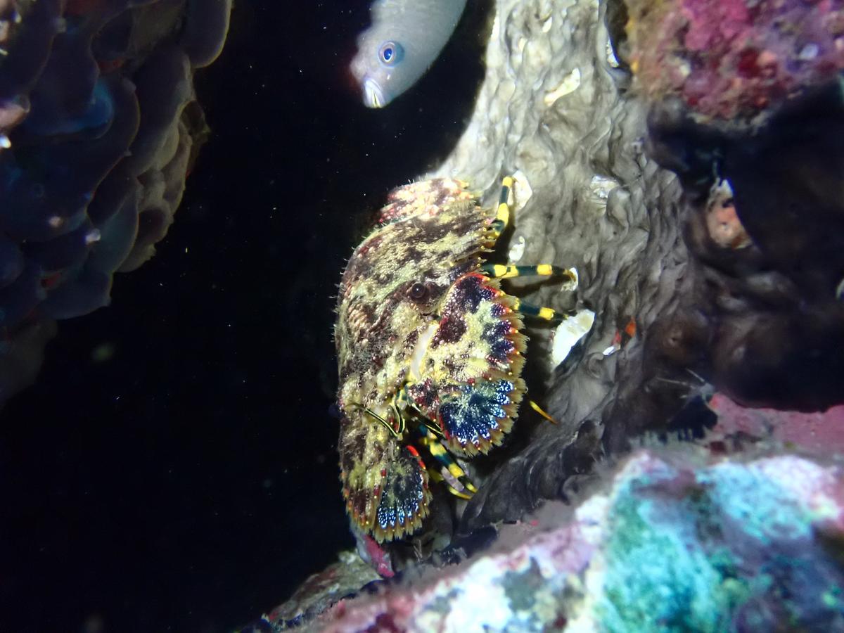 Diver exploring the clear waters of Izu, Japan