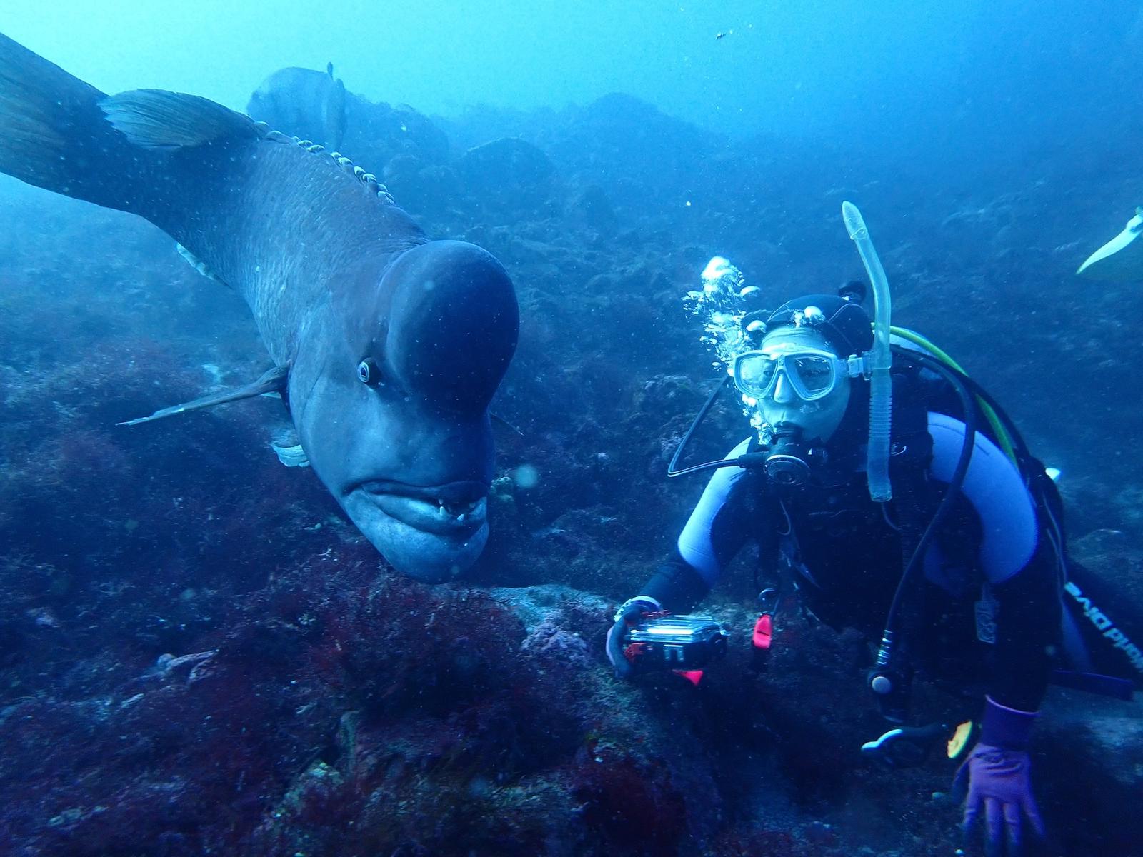 Underwater scene from a first-time scuba dive in Izu, Japan