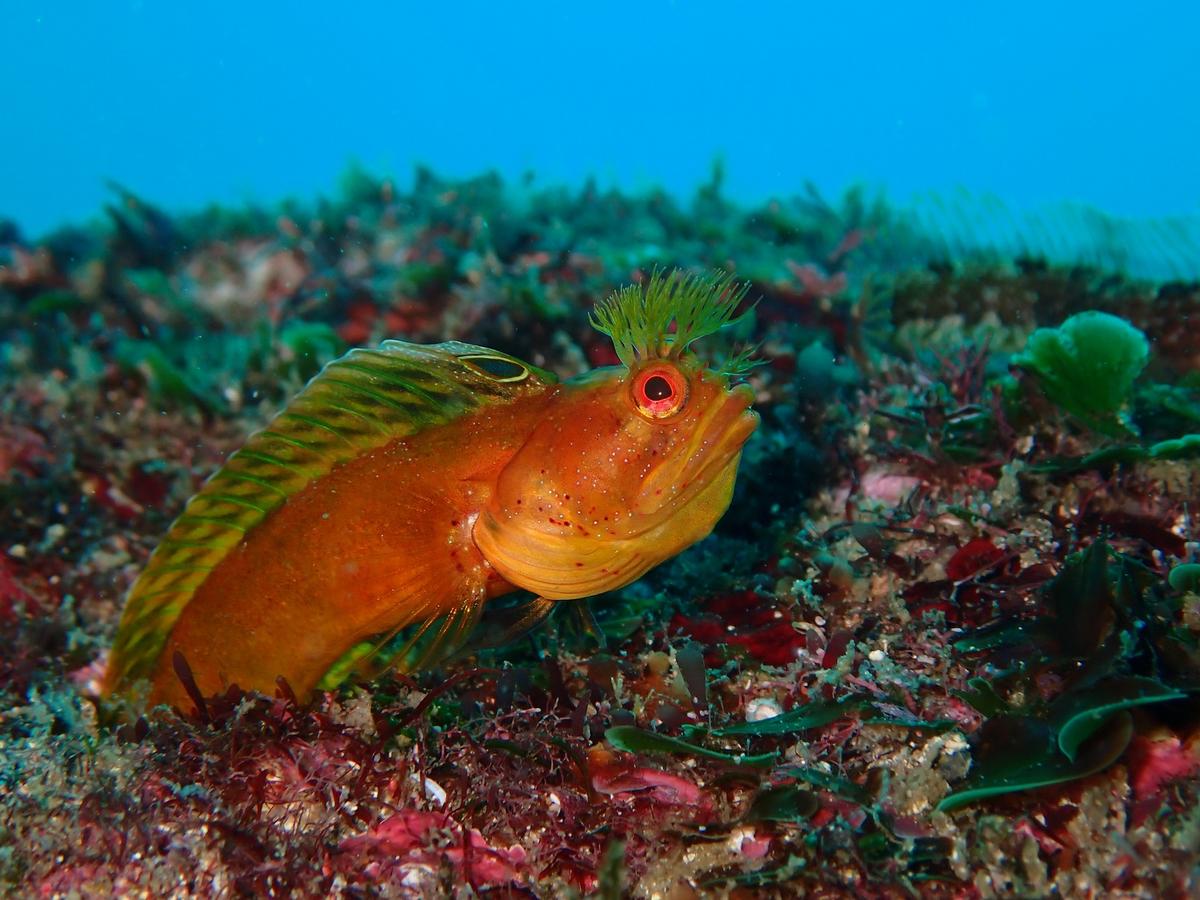 Marine life on the east coast of the Izu Peninsula, Japan