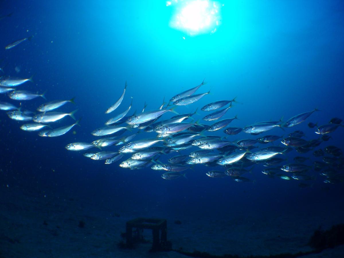 Underwater scene at Izu Ocean Park, Japan