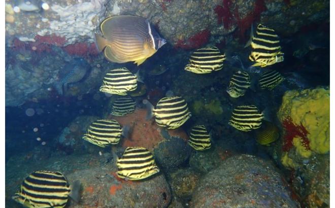 伊豆の海でスノーケリングを楽しむ参加者