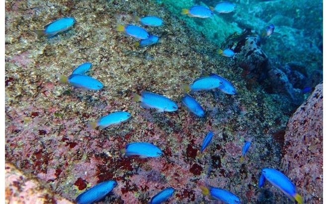 城ヶ崎海岸・伊豆海洋公園の海でスノーケリング