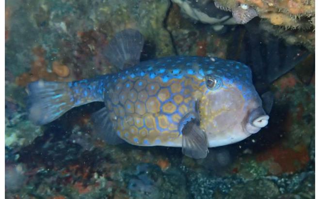 城ヶ崎海岸・伊豆海洋公園で出会える海中の魚たち