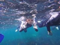 伊豆の海の鮮やかなブルーのソラスズメダイ