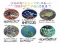 スノーケリングで出会える伊豆の海の魚たち