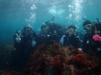 城ヶ崎海岸・伊豆海洋公園の海中の魚たち