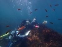 伊豆の海で見られる海中生物