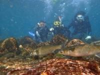 城ヶ崎海岸・伊豆海洋公園の水中で浮力を体感する体験ダイバー