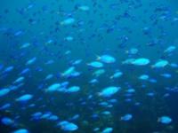 城ヶ崎海岸・伊豆海洋公園の魚たち