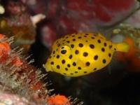 伊豆の海の魚