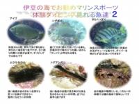 城ヶ崎海岸・伊豆海洋公園で見られる魚たち