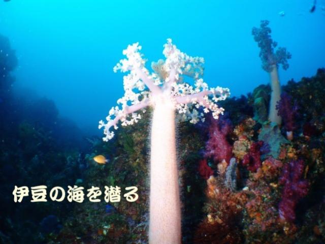 城ヶ崎海岸・伊豆海洋公園の海中世界｜ファンダイビングを楽しむダイバー