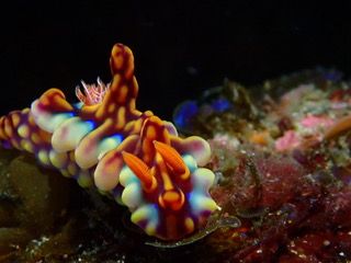 ミヤミラウミウシ