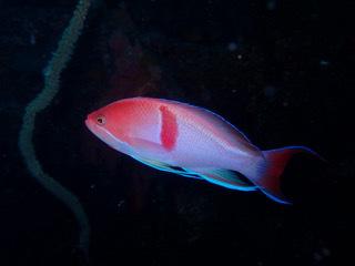 アカオビハナダイ（オス）