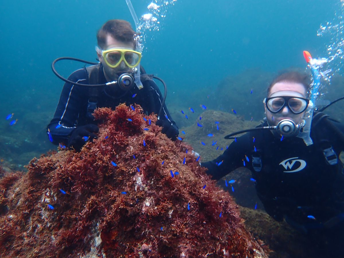 青い小魚に囲まれて水中を楽しむ2人のダイバー