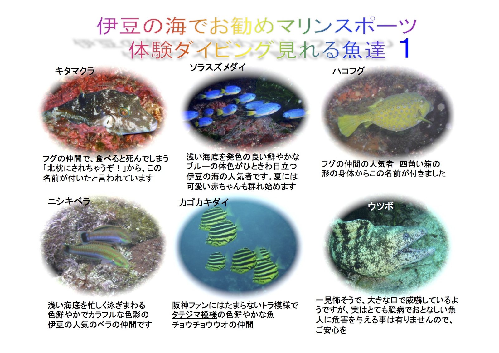 体験ダイビングで出会える伊豆の海の魚たちの紹介①