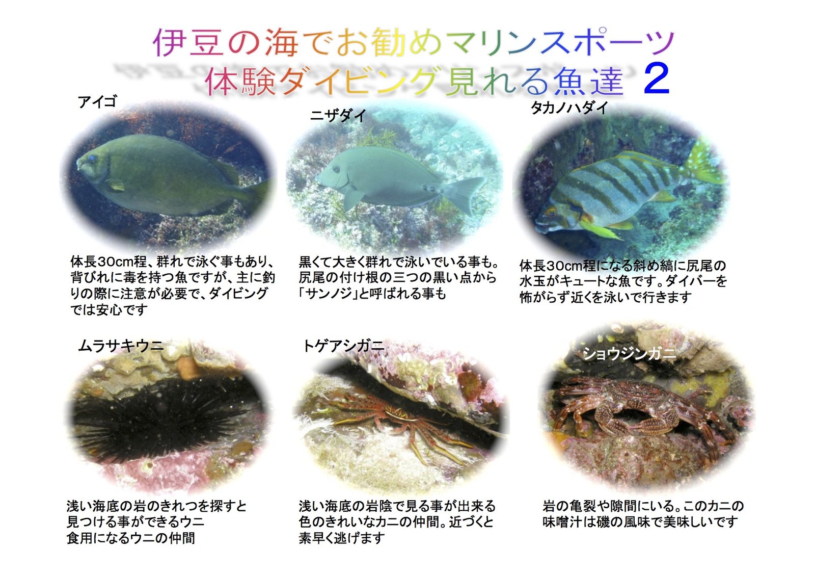 体験ダイビングで出会える伊豆の海の魚たちの紹介②
